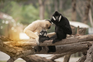 Family of Northern white cheeked gibbon (Nomascus leucogenys).