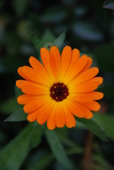Ringelblume