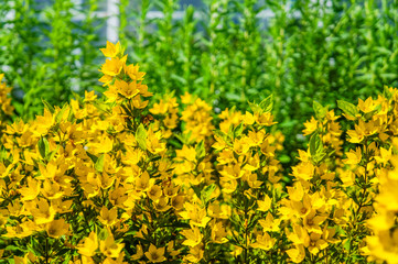 Background of flowers yellow loosestrife