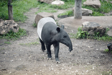 Malayan tapir (Tapirus indicus), also known as the Asian tapir. Wildlife animal.