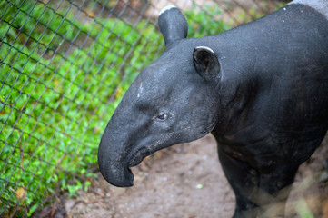 Malayan tapir (Tapirus indicus), also known as the Asian tapir. Wildlife animal.