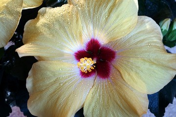 hibiscus