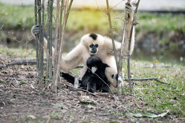 Mother and son of Northern white cheeked gibbon (Nomascus leucogenys).