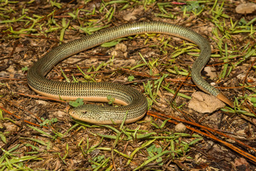 Eastern Glass Lizard