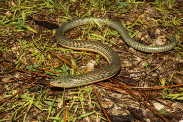 Naklejka premium Eastern Glass Lizard