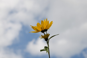 Słoneczny kwiat