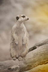 Suricate or meerkat (Suricata suricatta) standing on guard.