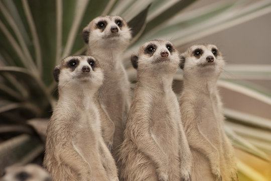 Fototapeta Suricate or meerkat (Suricata suricatta) standing on guard.