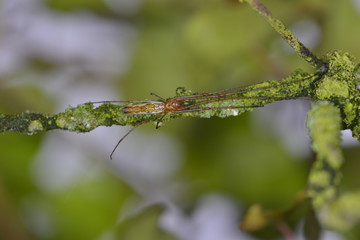 Insect on a Branch