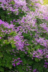 Purple flower with a leaf tree in forest