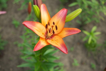 closeup Lily flowers in a garden