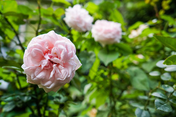 Flowers pink tea rose