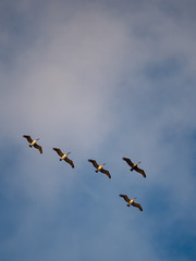 Pelicans Overhead