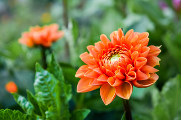 Flowers orange dahlia.