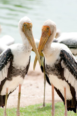 Painted Stork Bird (Mycteria leucocephala) standing at the edge of lake.