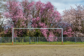 Cherry Blossoms And Goal Post
