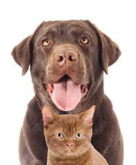 Portrait dog And a kitten looking