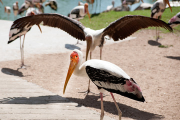 Painted Stork Bird (Mycteria leucocephala) with spread wings.