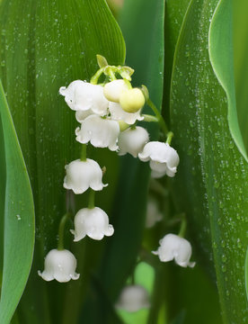Flower lily of the valley growing in forest in spring closeup with drops