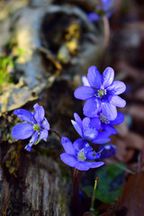 Spring flower blooming in forest.
Beautiful first spring flowers called liverwort or liverleaf.