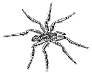 Arachnology - a realistic spider