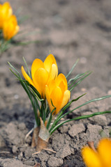 First yellow spring crocus flowers on ground