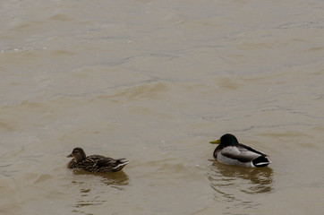 White Swans and Wild Ducks at the River