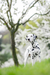 dalmatian in spring