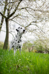 dalmatian in spring