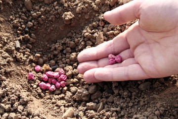 Sowing green pea beans pink seeds with a hoe in a sustainable greenhouse in countryside
