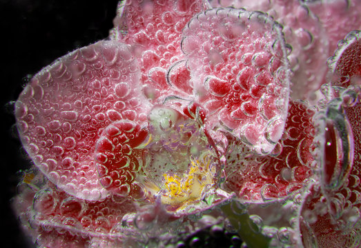 Fototapeta orchids in soda water with bubbles close up on black background. abstract composition