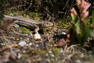 Eidechse (Wild Life)