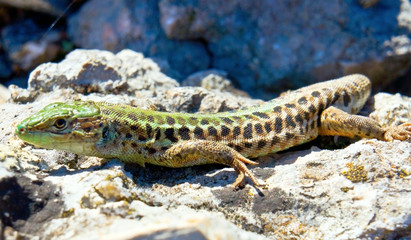 Lizard