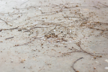 Bird dropping on the floor with copy space