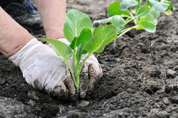 senior woman's hands plants cabbage seedling