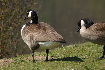 Gänse und Schwäne am Ufer eines See