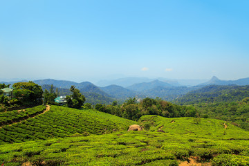 Fototapeta na wymiar Stunning views of tea plantations in Munnar.
