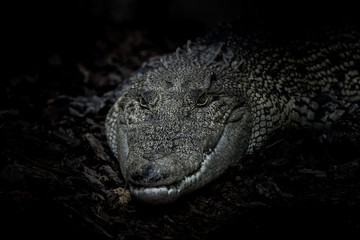 Crocodile