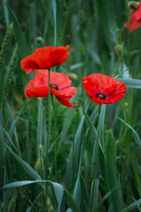 Fototapeta premium czerwone maki