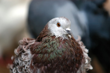 Brown Eyed Dove