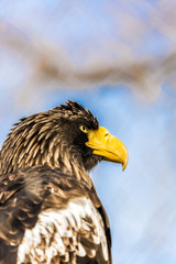 Steller's Sea Eagle