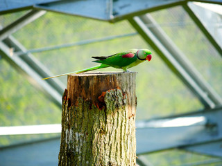 Perroquet © photoloulou91