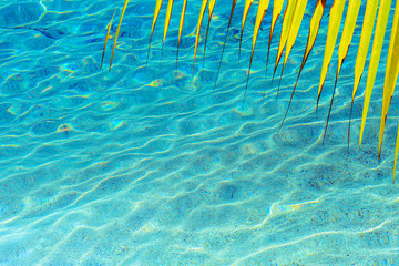 Shining blue water ripples and palm tree leaf background. Clear sea water background. Travel concept.