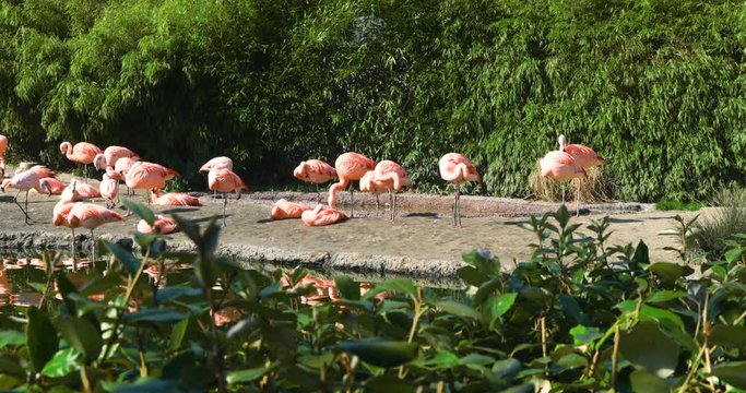 Group of pink flamingos in Zurich Zoo