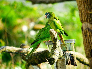 Perroquet © photoloulou91