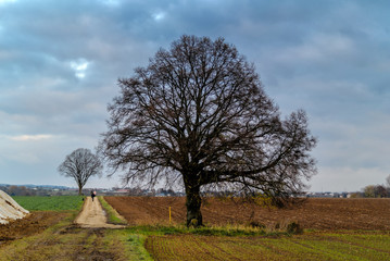 Obraz premium Old Tree Along Farm Road