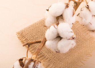 Cotton, cotton flowers on a branch lie on a wooden board.
