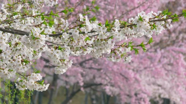 Cherry blossom tree in spring time in Seoul , Korea.
