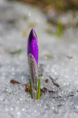 Single crocuse in spring growing out of snow, Chocholowska valley, Tatra mountains, Poland