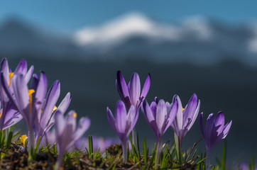 Tatra mountains, Poland, crocuses in Podhale region, spring